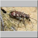 Cicindela hybrida - Duenen-Sandlaufkaefer 20b Sandgrube Niedringhaussee.jpg